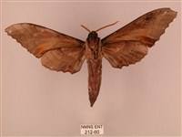 栗六點天蛾藏品圖，第2張