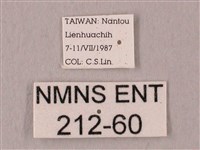 栗六點天蛾藏品圖，第3張