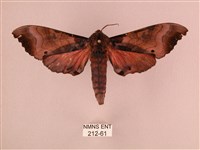 桃紅六點天蛾藏品圖，第1張