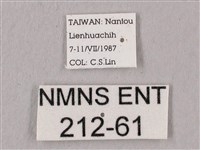 桃紅六點天蛾藏品圖，第3張