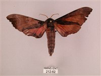 桃紅六點天蛾藏品圖，第1張