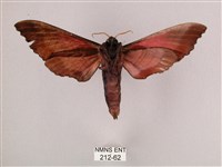 桃紅六點天蛾藏品圖，第2張