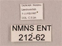 桃紅六點天蛾藏品圖，第3張