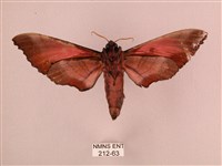 桃紅六點天蛾藏品圖，第2張