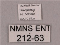 桃紅六點天蛾藏品圖，第3張