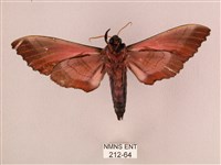 桃紅六點天蛾藏品圖，第2張