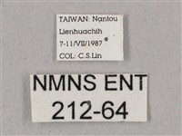 桃紅六點天蛾藏品圖，第3張