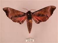 桃紅六點天蛾藏品圖，第1張