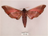 桃紅六點天蛾藏品圖，第2張