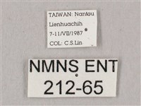 桃紅六點天蛾藏品圖，第3張