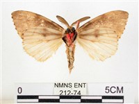 木毒蛾藏品圖，第2張