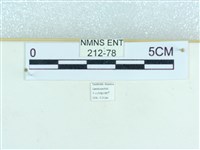粉蝶燈蛾藏品圖，第3張