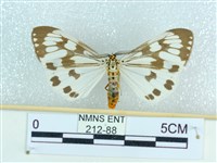 粉蝶燈蛾藏品圖，第1張