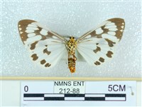 粉蝶燈蛾藏品圖，第2張