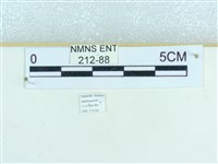 粉蝶燈蛾藏品圖，第3張