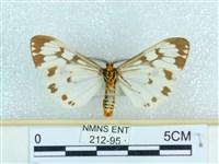 粉蝶燈蛾藏品圖，第2張