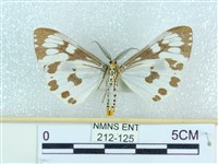 粉蝶燈蛾藏品圖，第2張