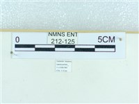 粉蝶燈蛾藏品圖，第3張