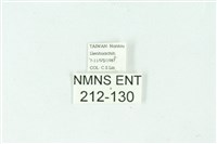 三條橙燈蛾藏品圖，第3張