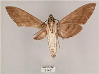 細斜紋霜天蛾藏品圖，第2張