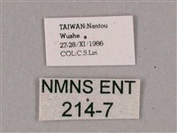 細斜紋霜天蛾藏品圖，第3張