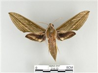 泛綠背線天蛾藏品圖，第1張