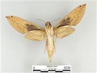 泛綠背線天蛾藏品圖，第2張