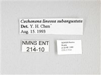 泛綠背線天蛾藏品圖，第3張