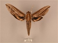 棕綠背線天蛾藏品圖，第1張