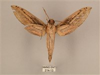 棕綠背線天蛾藏品圖，第2張