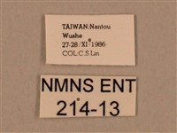 棕綠背線天蛾藏品圖，第3張