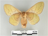 青枯葉蛾藏品圖，第2張