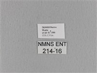 青枯葉蛾藏品圖，第3張