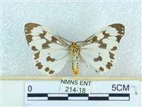 粉蝶燈蛾藏品圖，第2張