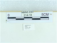 粉蝶燈蛾藏品圖，第3張