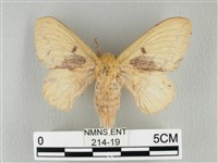 青枯葉蛾藏品圖，第1張