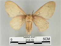 青枯葉蛾藏品圖，第2張