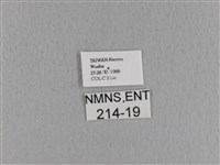 青枯葉蛾藏品圖，第3張