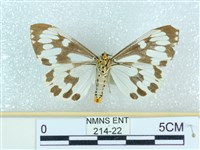 粉蝶燈蛾藏品圖，第2張