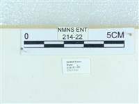 粉蝶燈蛾藏品圖，第3張