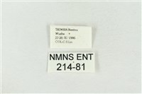 印華波紋蛾藏品圖，第3張