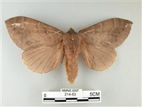 波紋枯葉蛾藏品圖，第1張