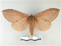 波紋枯葉蛾藏品圖，第2張