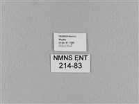 波紋枯葉蛾藏品圖，第3張