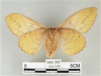 青枯葉蛾藏品圖，第2張