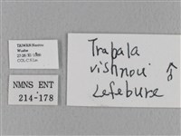 青枯葉蛾藏品圖，第3張