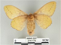 青枯葉蛾藏品圖，第2張