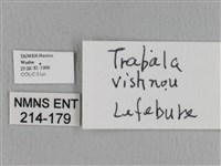 青枯葉蛾藏品圖，第3張