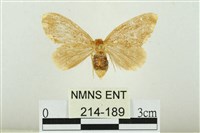 黑翅黃毒蛾藏品圖，第1張