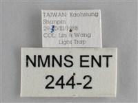 鱗紋眼蛺蝶藏品圖，第3張
